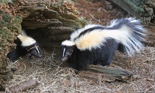 The Emergence of Skunks