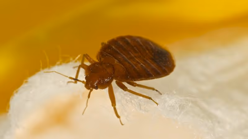 Red Flags: Signs You Have Bed Bugs