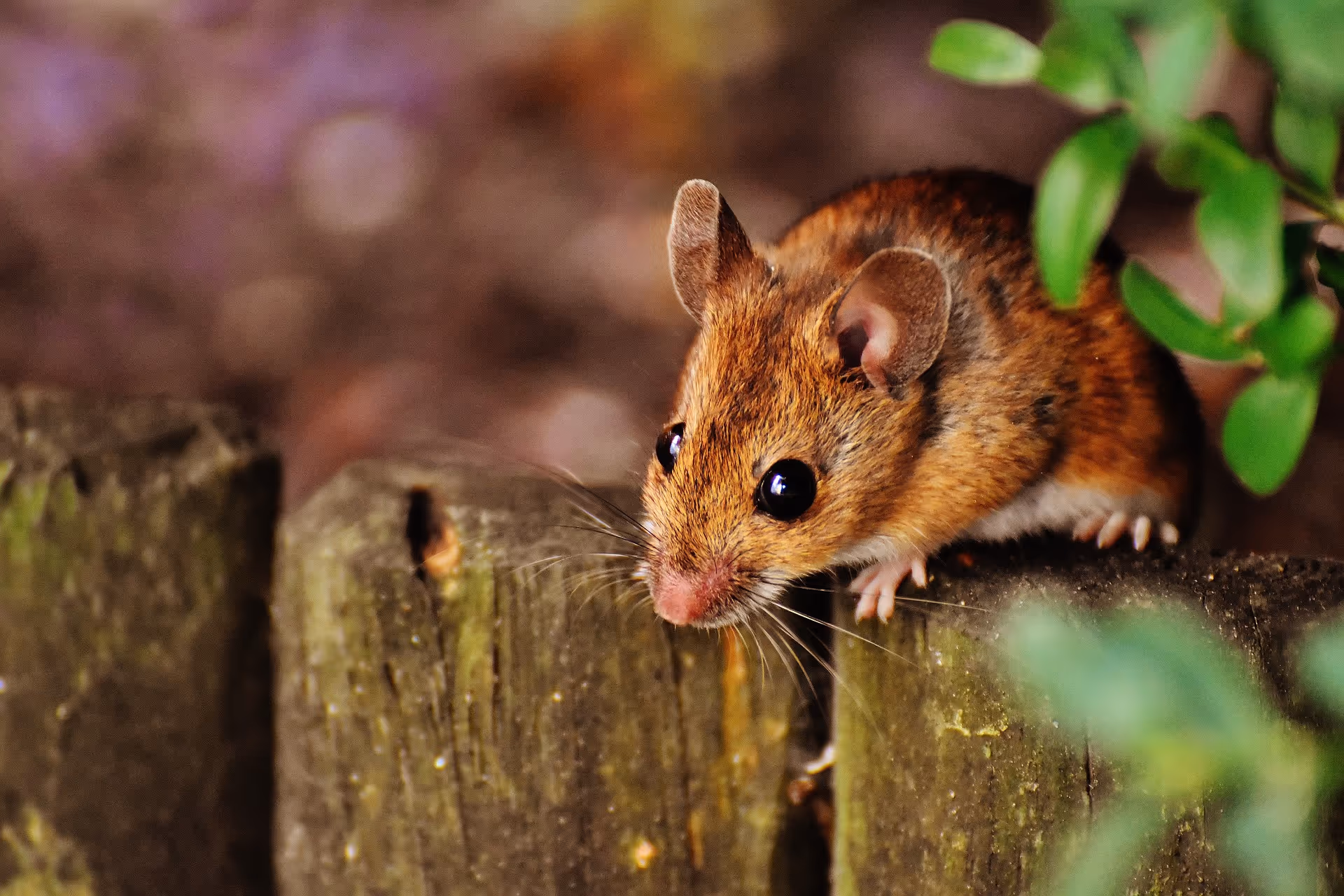 Do you Know how to Spot Signs of Rodents?