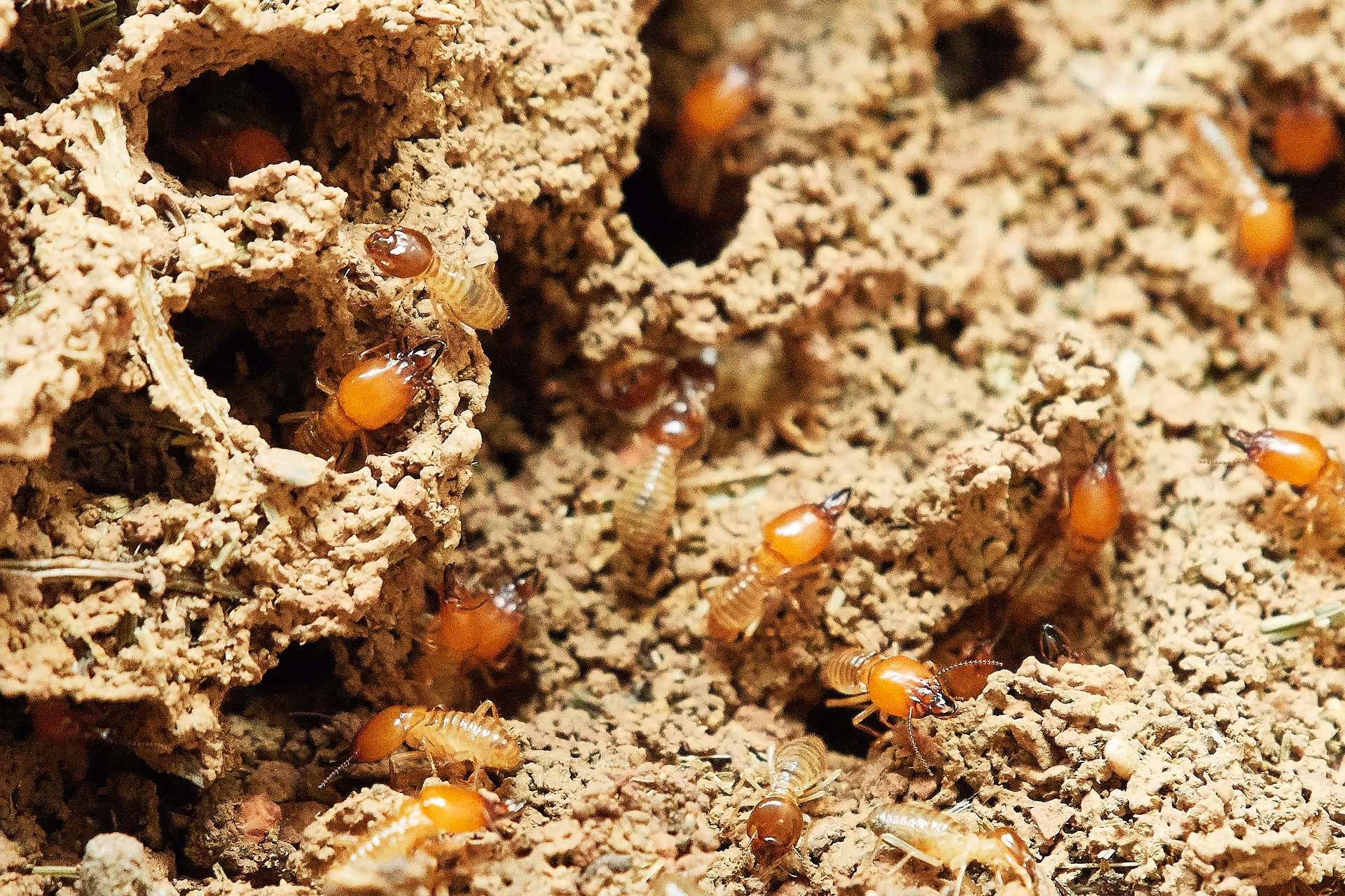 Spotting Termites in Your Home