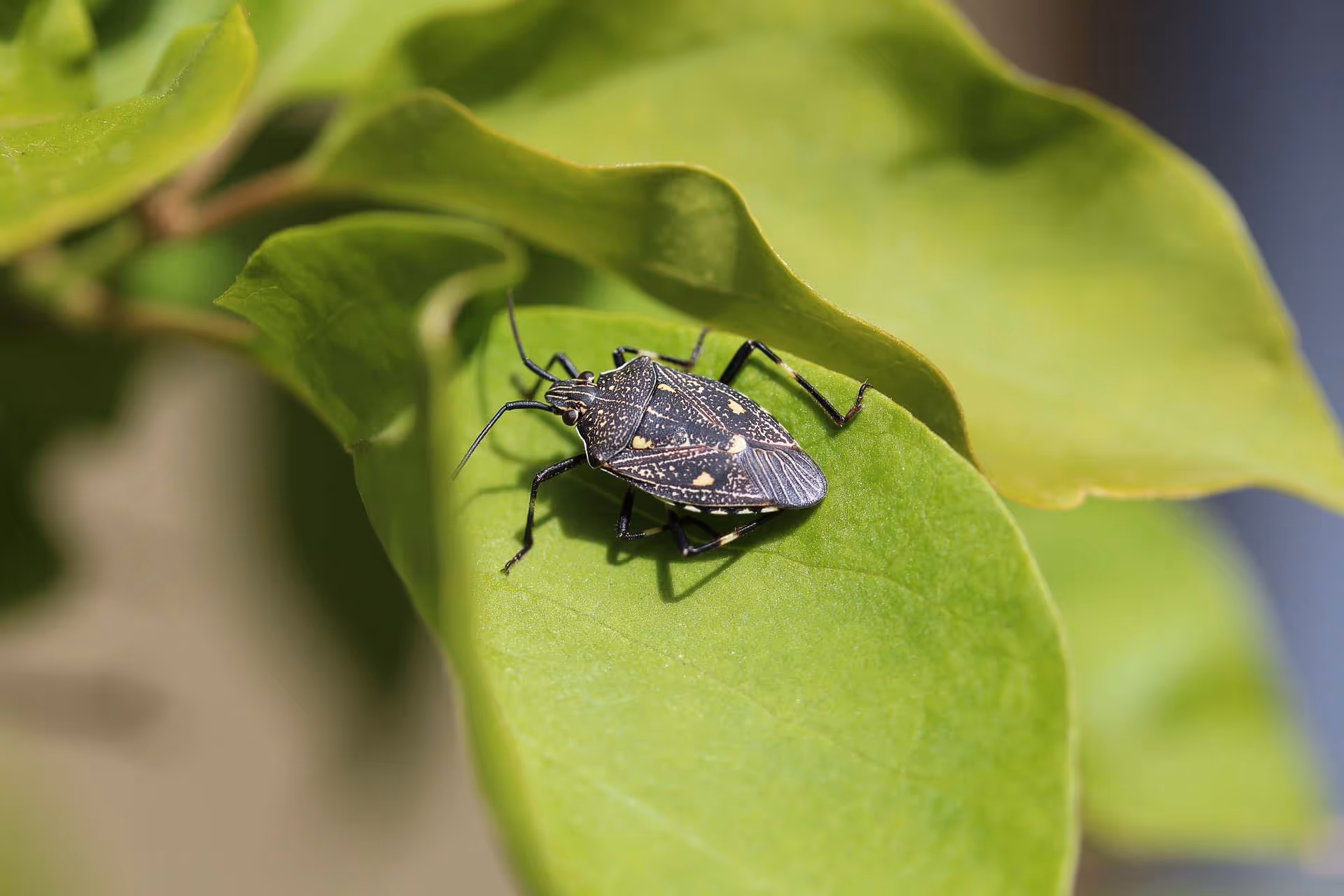 Autumn Signals a Return of the Stink Bug