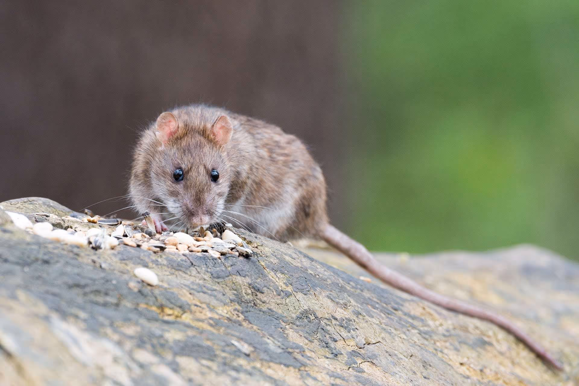 Why Is There An Uptick in Rodents in Massachusetts?
