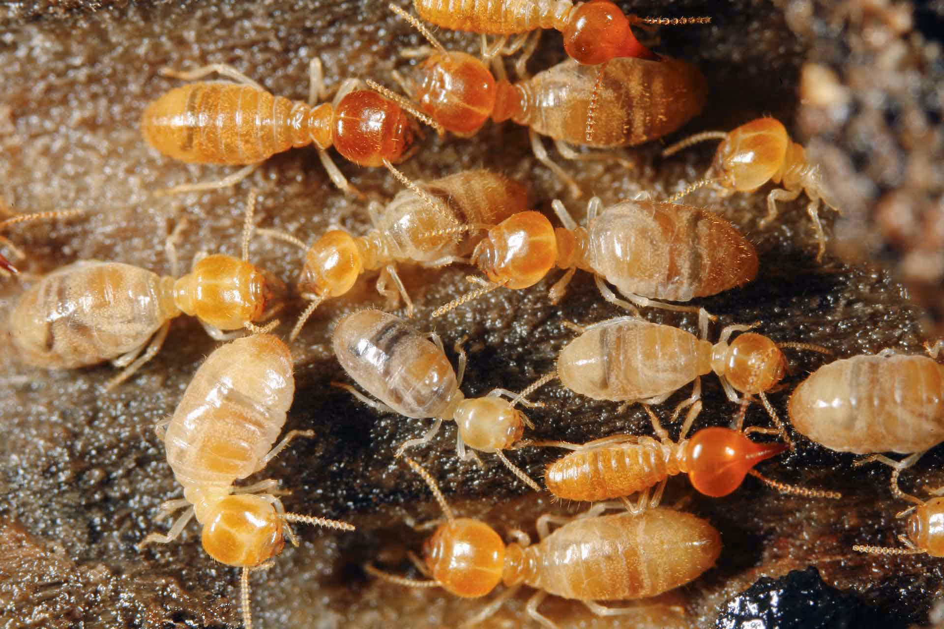 How Can I Tell If I Have Termites In My Home?