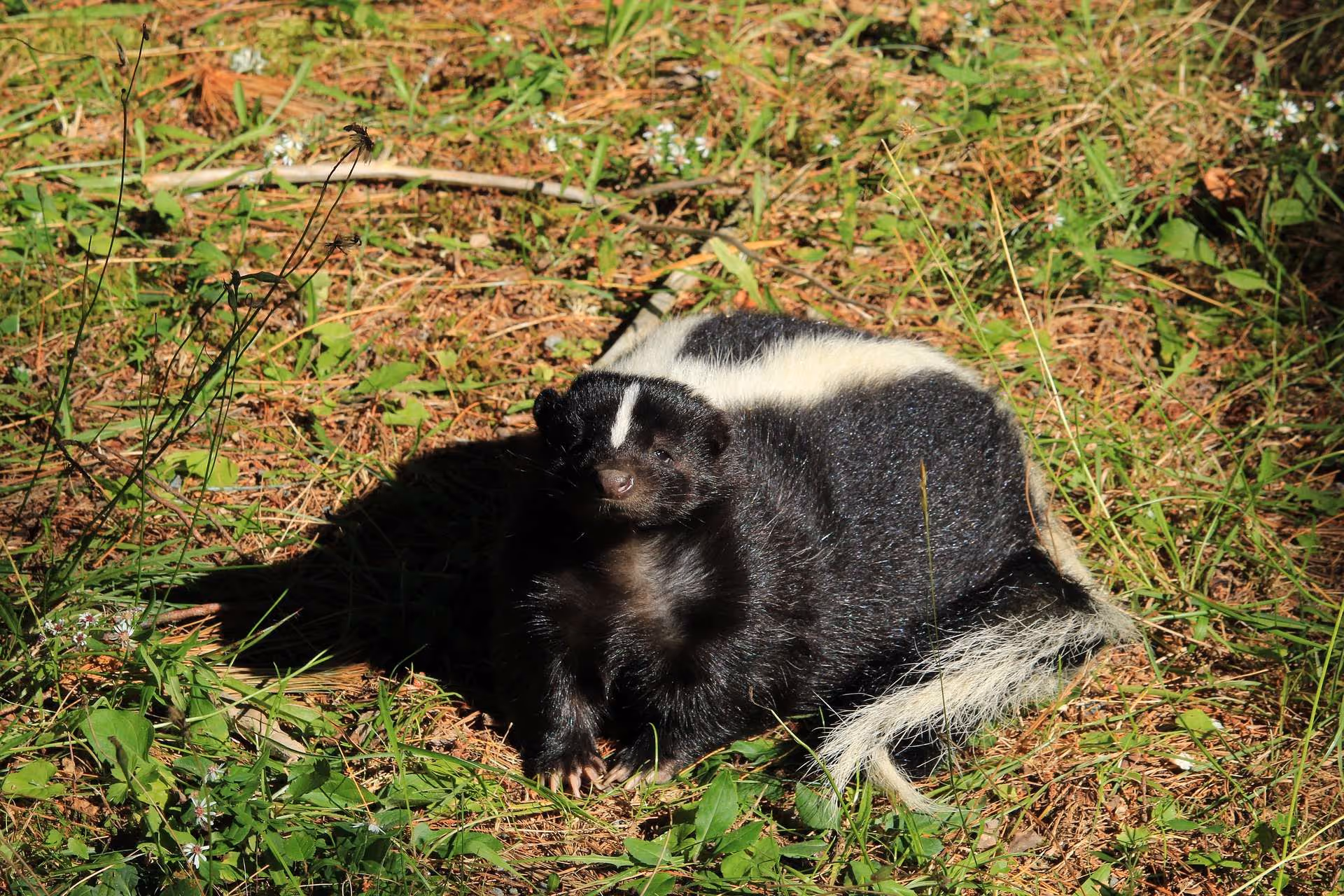 Skunks: Why They Smell & How to Get Rid of The Odor