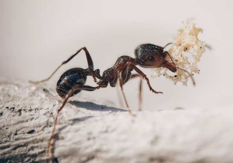 Why Do Ants Keep Coming Back to My Kitchen?