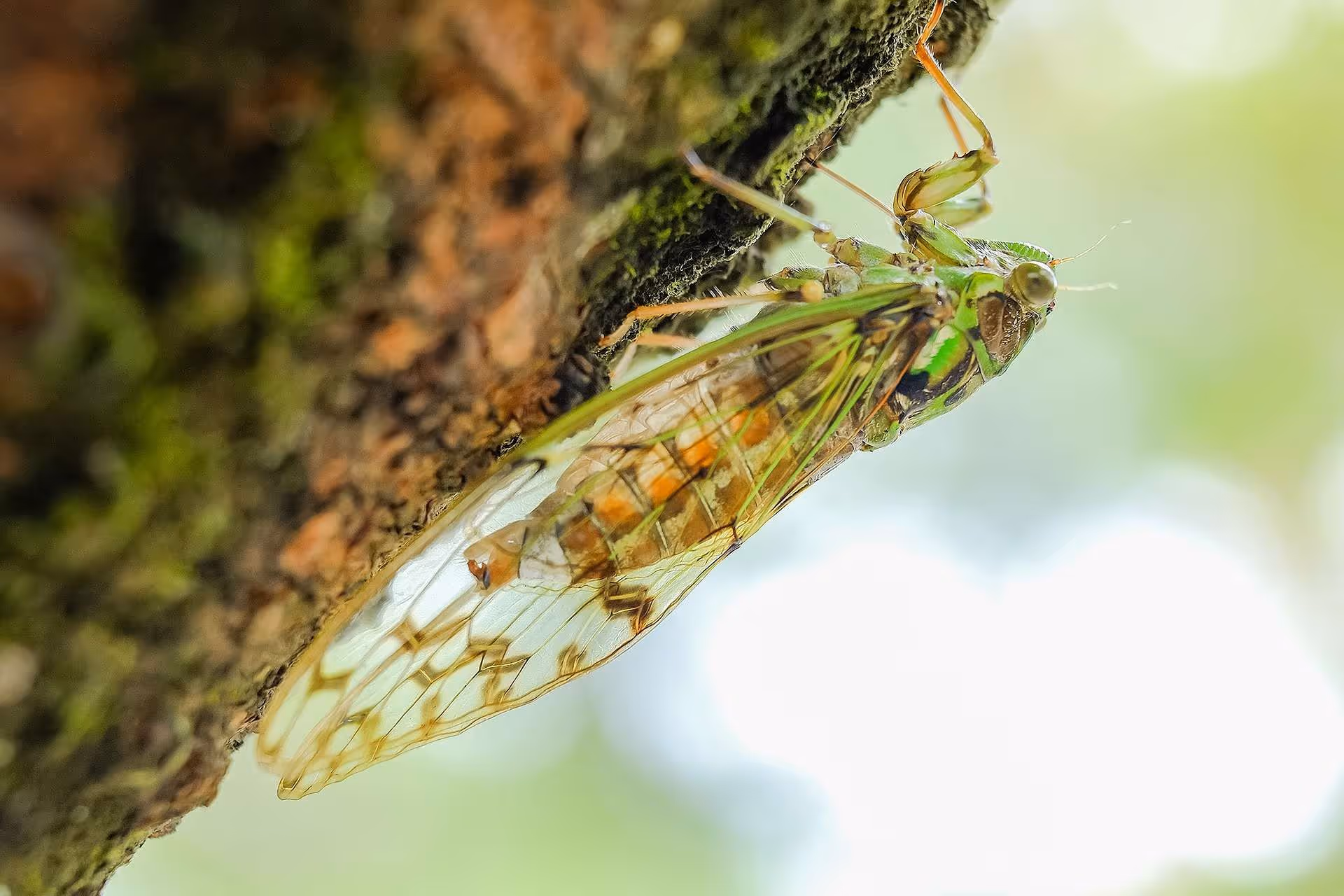 What We Know About Brood X Cicadas