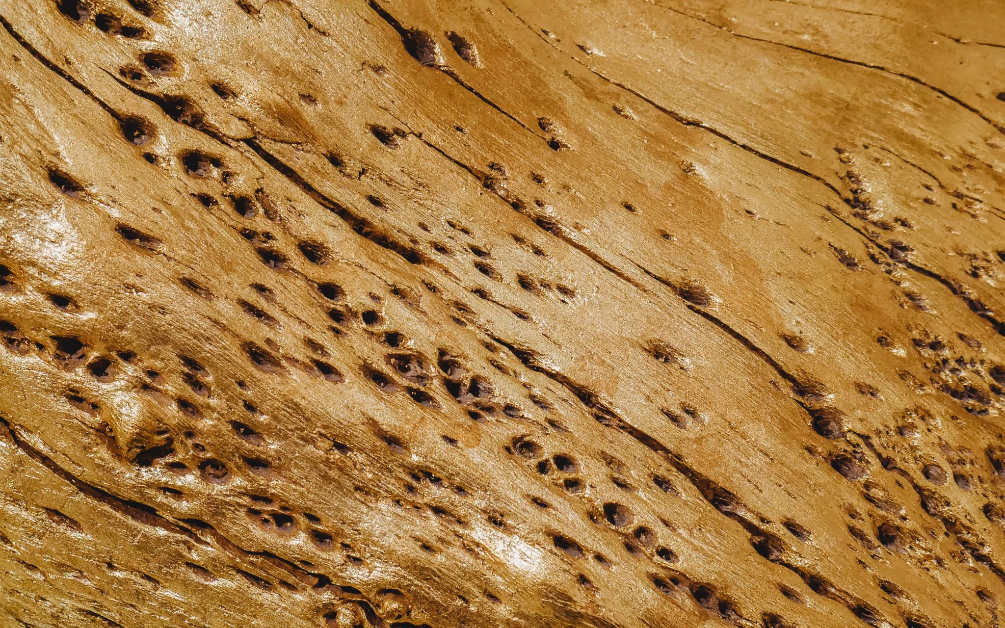 When Is Termite Season & What Should I Watch For?