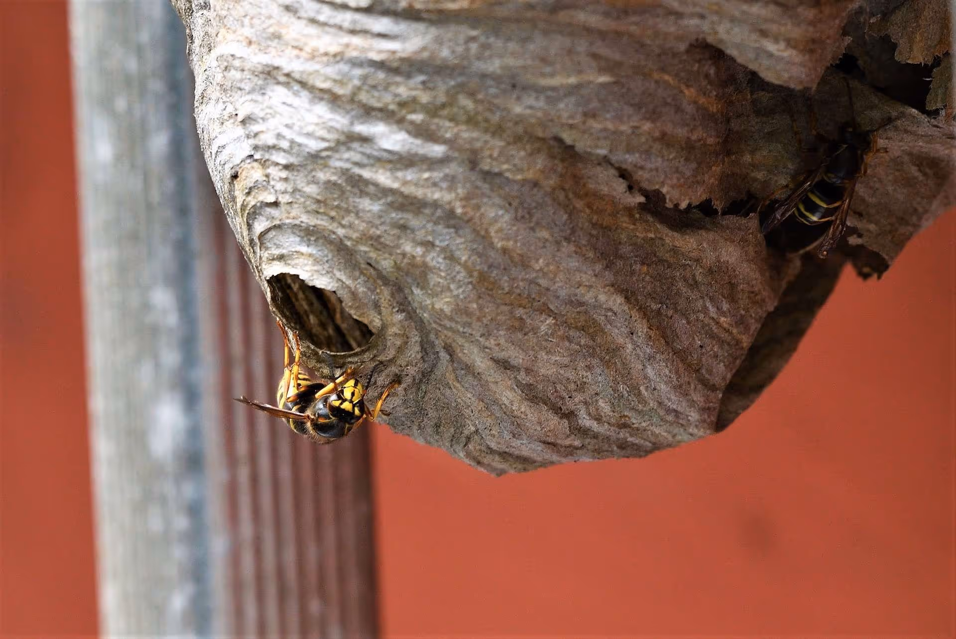 Why You Should Call a Pro to Remove A Beehive