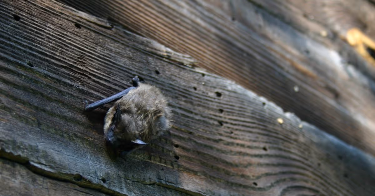 Oh, Baby. We've Got Bats!