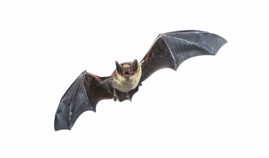 BATS