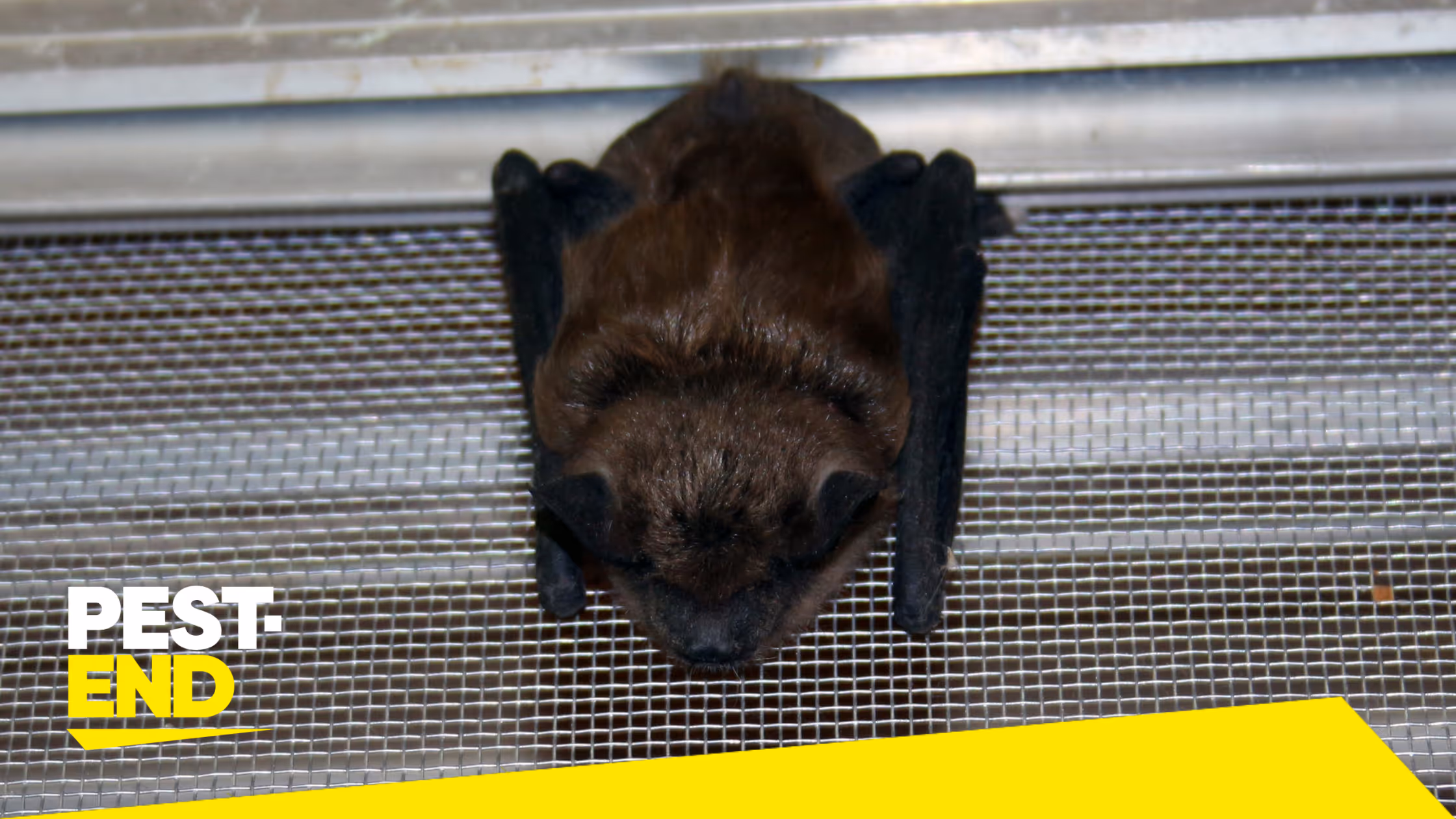 Comments We Hear During Bat Season