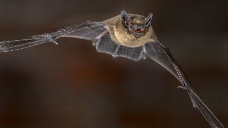 Your Guide To “Oh Sh*t, A Bat Is Flying Around My House!”