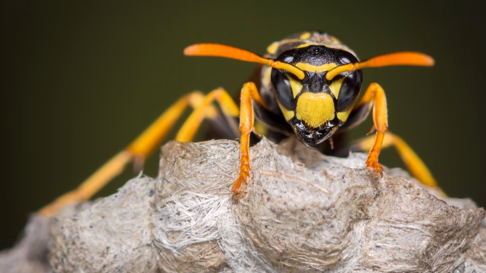 The New Englander's Guide To Stinging Insects