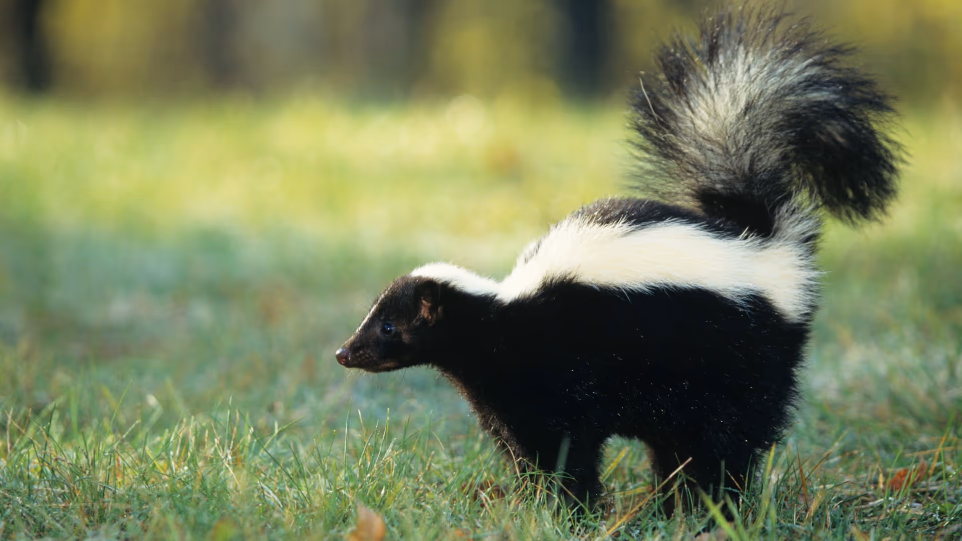 Love Stinks. Stop The Stench During Skunk Mating Season This Winter 