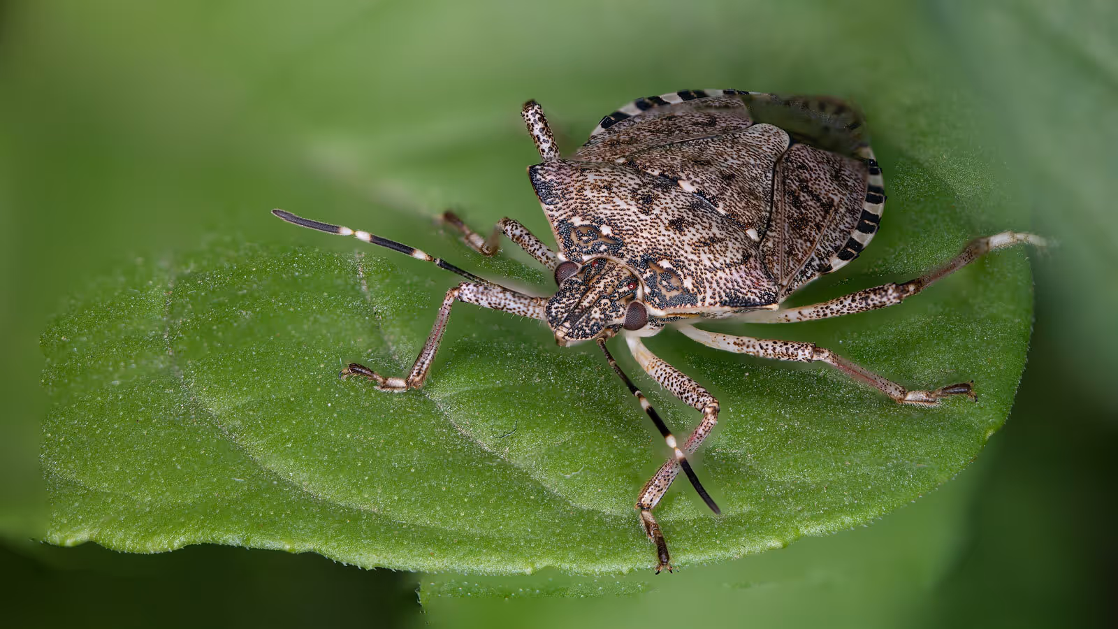 Stink Bugs  