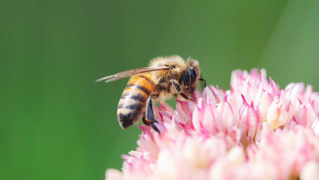 Stinging Pest Safety & Saving the Bees: Know Which Stingers Pose a ...