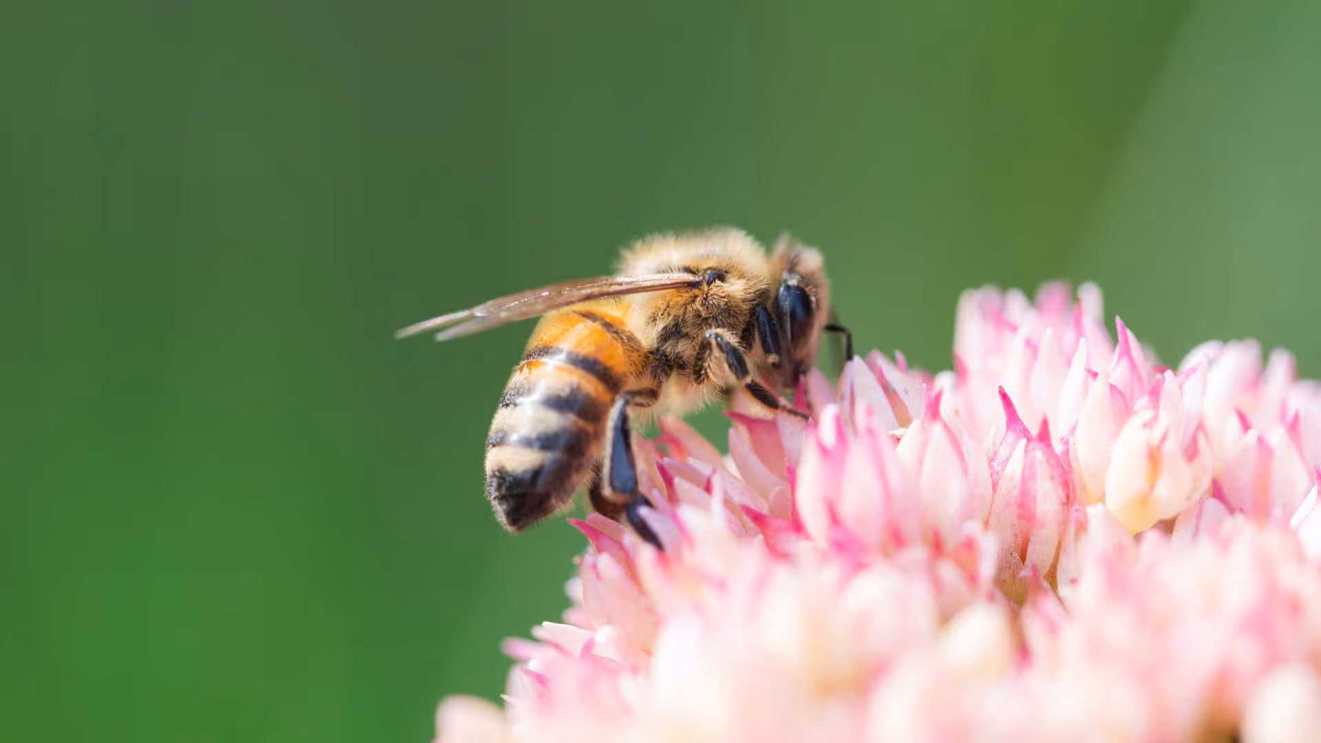 Stinging Pest Safety & Saving the Bees: Know Which Stingers Pose a Threat This Summer