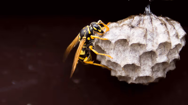 The Pre-Fall Frenzy: Look for Signs of Interior Wasp, Hornet, and Yellow Jacket Nests 