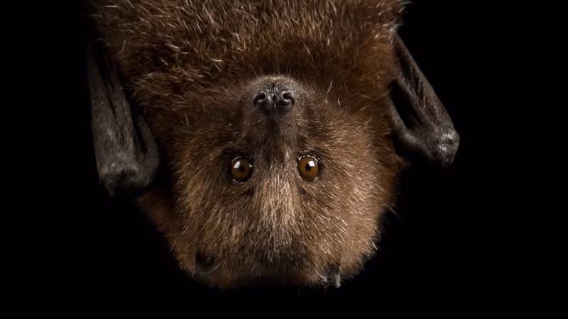 Going Batty Upstairs? Why Bat Activity Increases in the Fall and What to Do If They’re in Your Attic