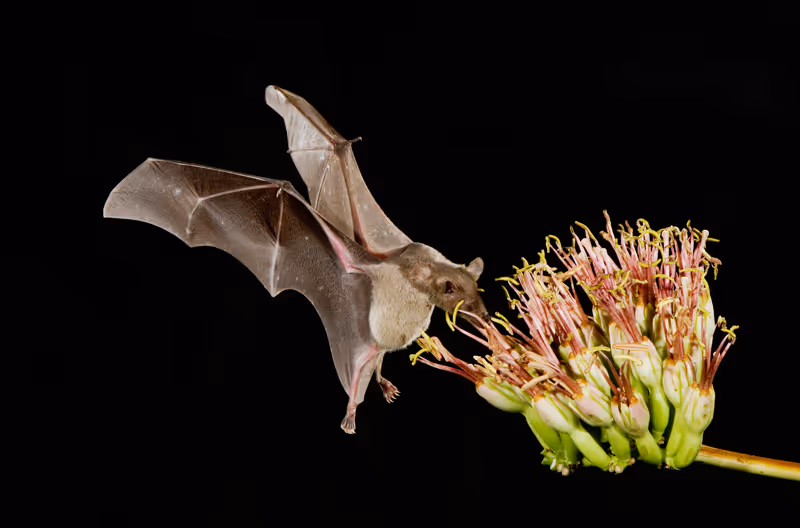 A bat pollinating an agave plant.