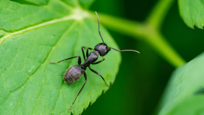 Protect Your Home from the Ground Up: Spring Pest Prevention Essentials