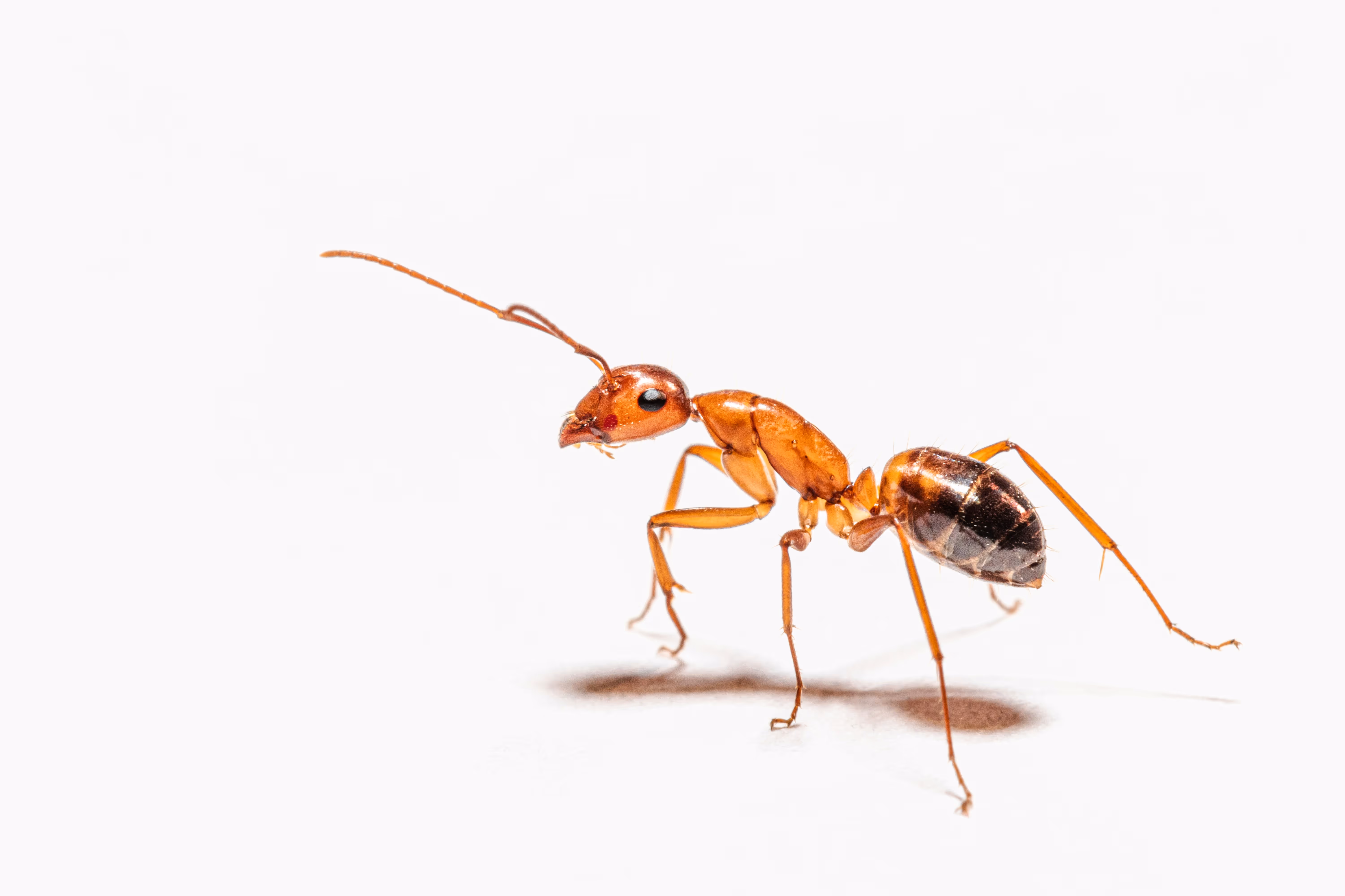 Ant on a white background