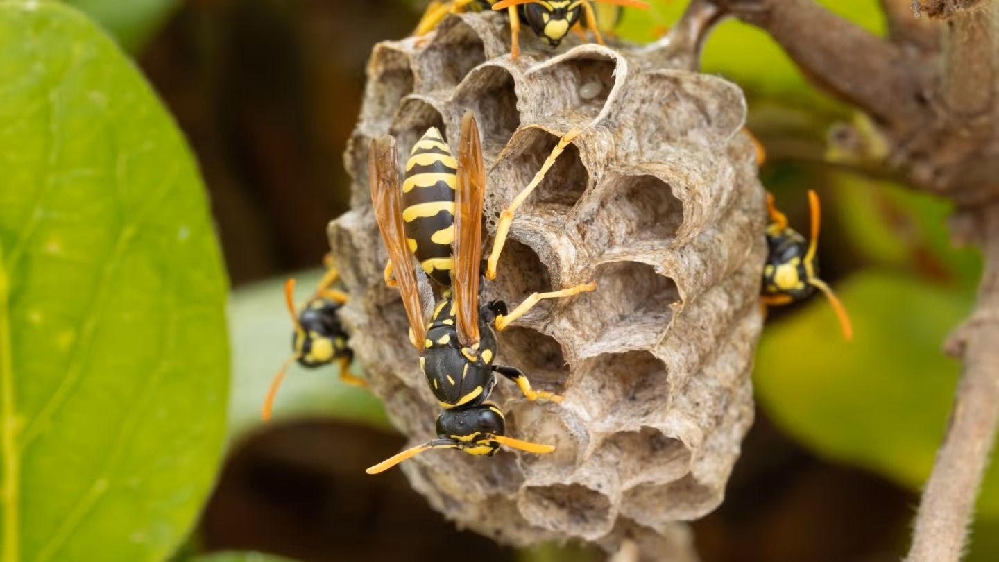 How Wildlife in Your Yard Can Lead to Pest Problems