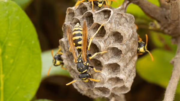 How Wildlife in Your Yard Can Lead to Pest Problems