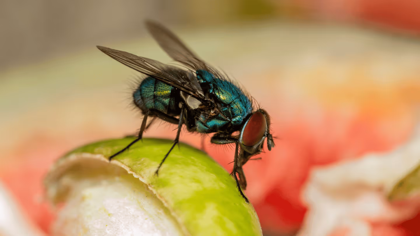 BBQ Without the Buzzkill: How to Keep Flies, Ants & Wasps Away 