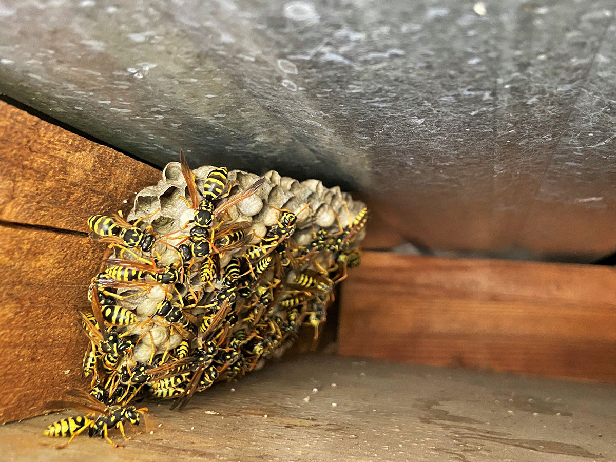 A group of yellow and black wasps clustered on a nest attached to a wooden beam near a metal surface.