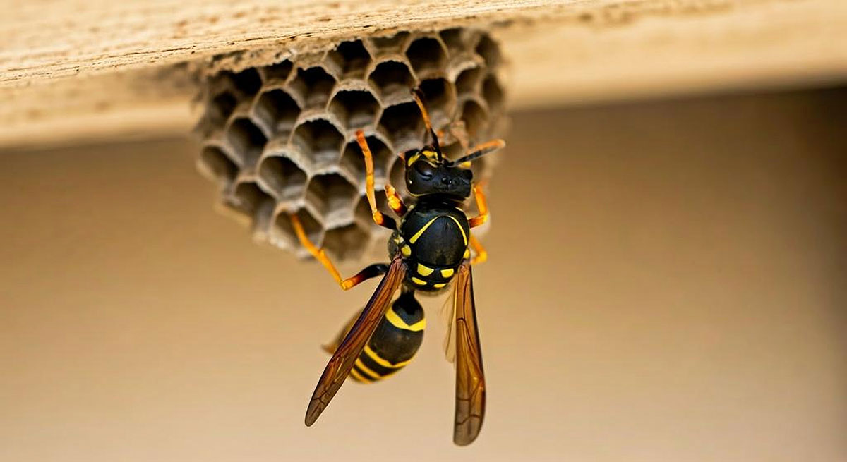 A close-up of a wasp clinging to its hexagonal paper nest attached to a wooden surface.