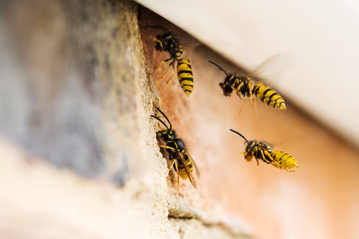 Four yellow and black wasps fly near the entrance of a nest in a brick wall.