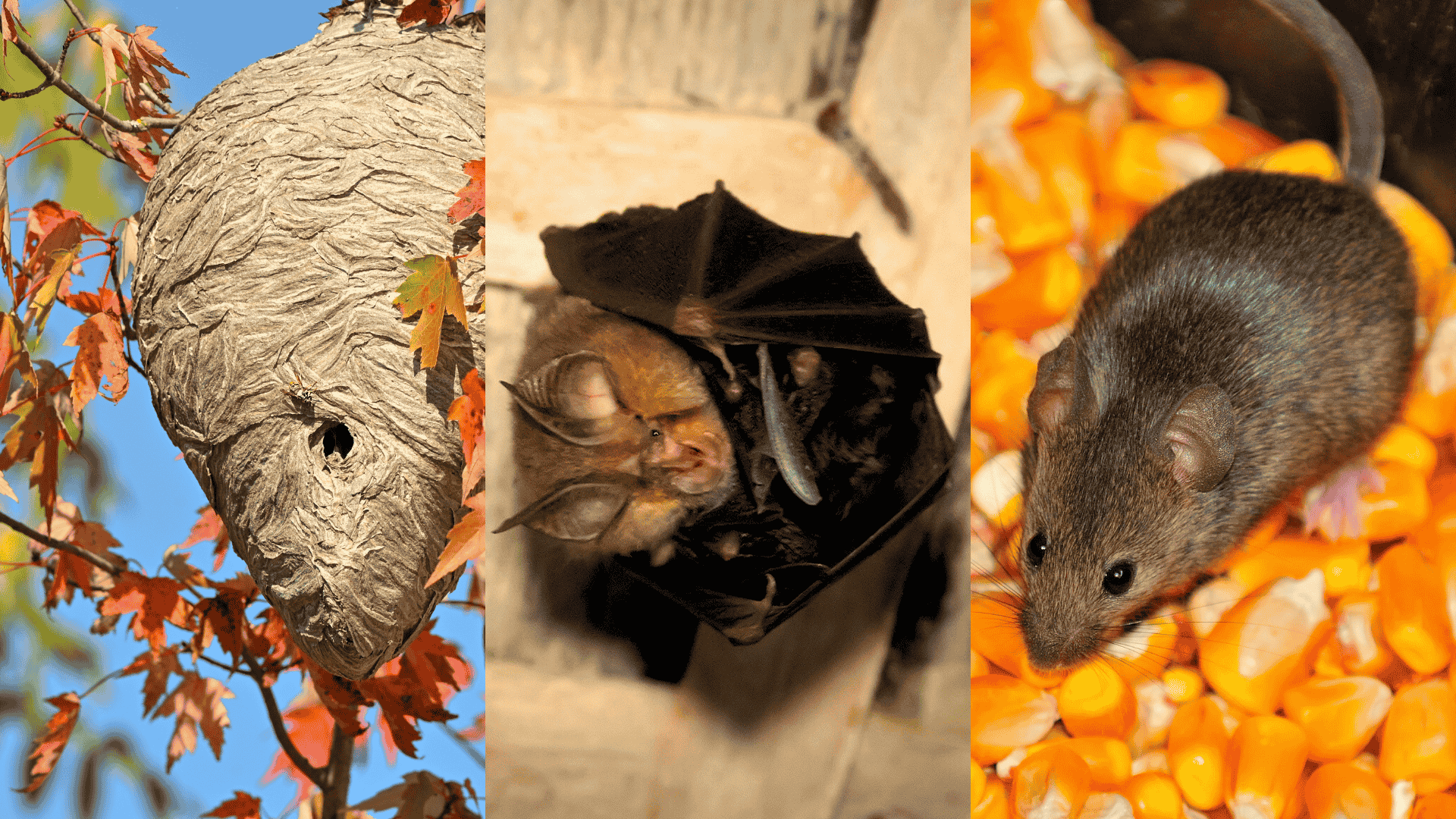 What are the Most Annoying Fall Pests in New England?