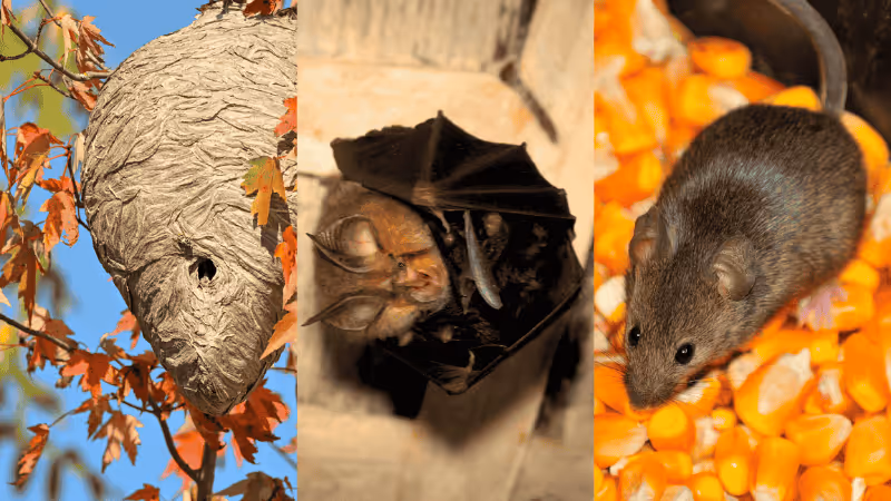 What are the Most Annoying Fall Pests in New England?