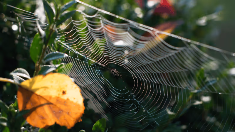 Why Am I Seeing So Many Spiders in My House? 