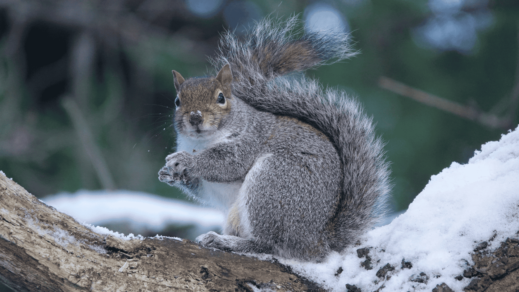 Where Do Squirrels Spend the Winter in New England?