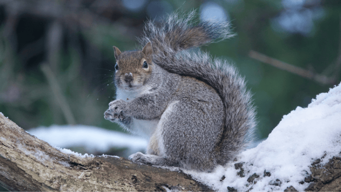 Where Do Squirrels Spend the Winter in New England?