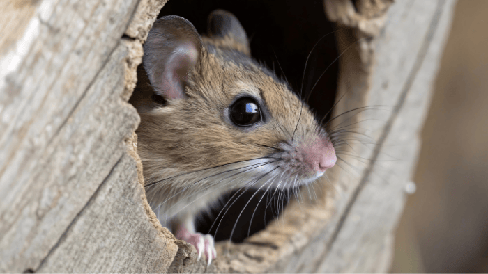 The New Englander’s Guide to Mice Prevention