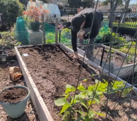 Transform Your Fall Garden Using Potato Guilds and Permaculture