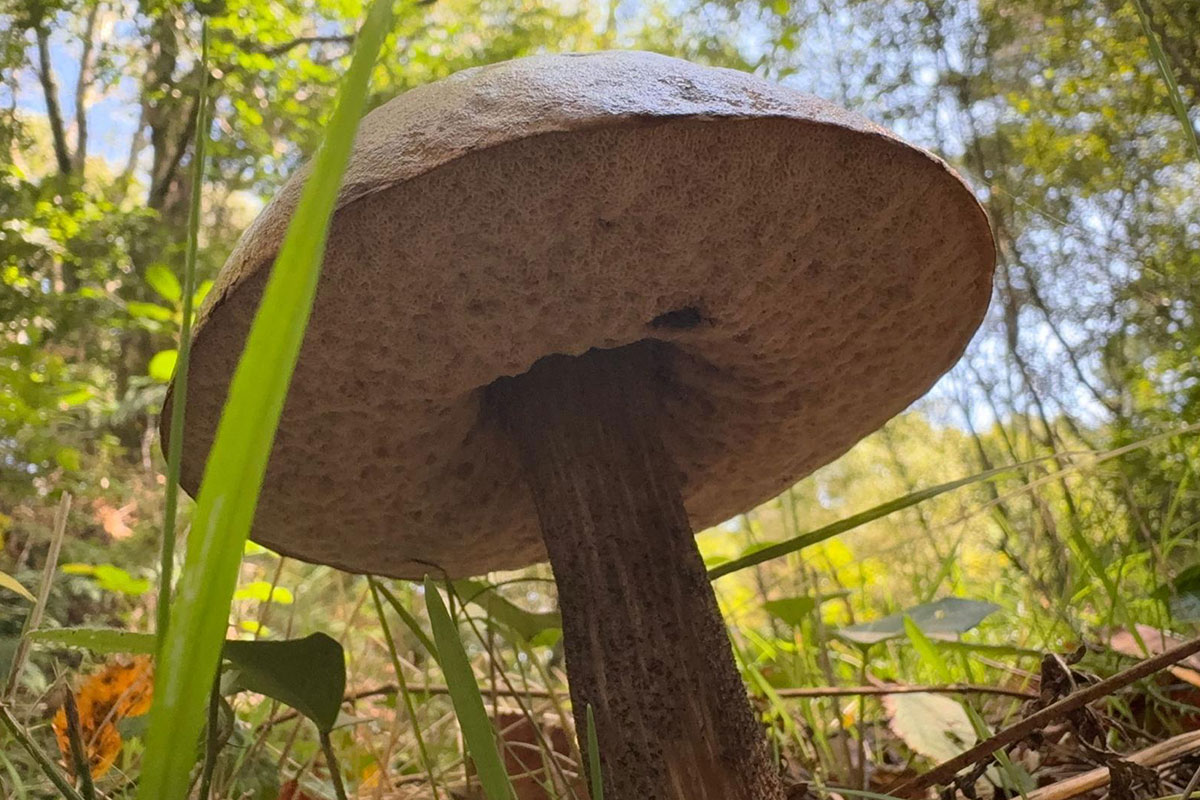 Rutas micológicas en As Pontes: aprende, disfruta y conecta con la naturaleza