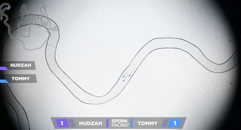 Sperm Racing: what happens when men shine a light on reproductive health