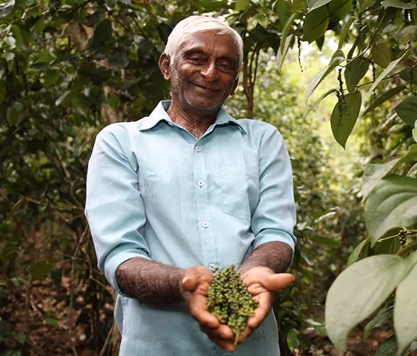 Farmer holding peppercorns