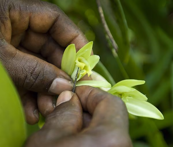 Hands holding a vanilla plant