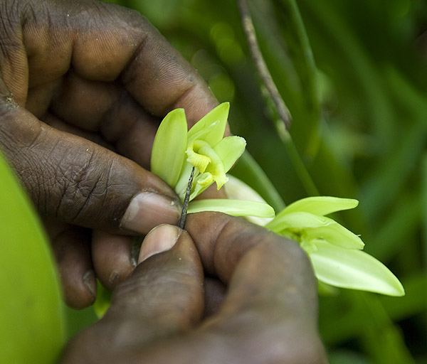 Hands holding a vanilla plant