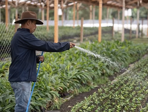 Farmer in Guatamala watering crops