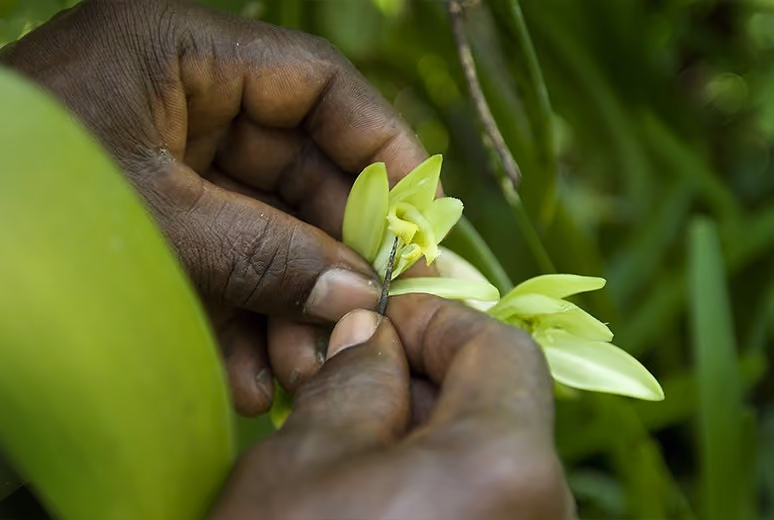 hands holding vanilla plant