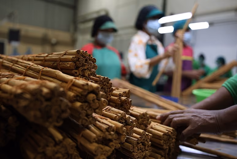 bundles of cinnamon