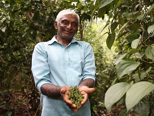 Sri Lankan farmer holding peppercorns