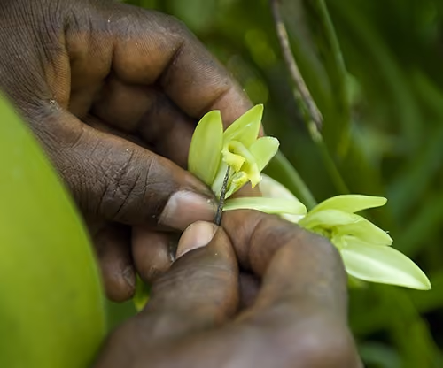 hands holding vanilla plant