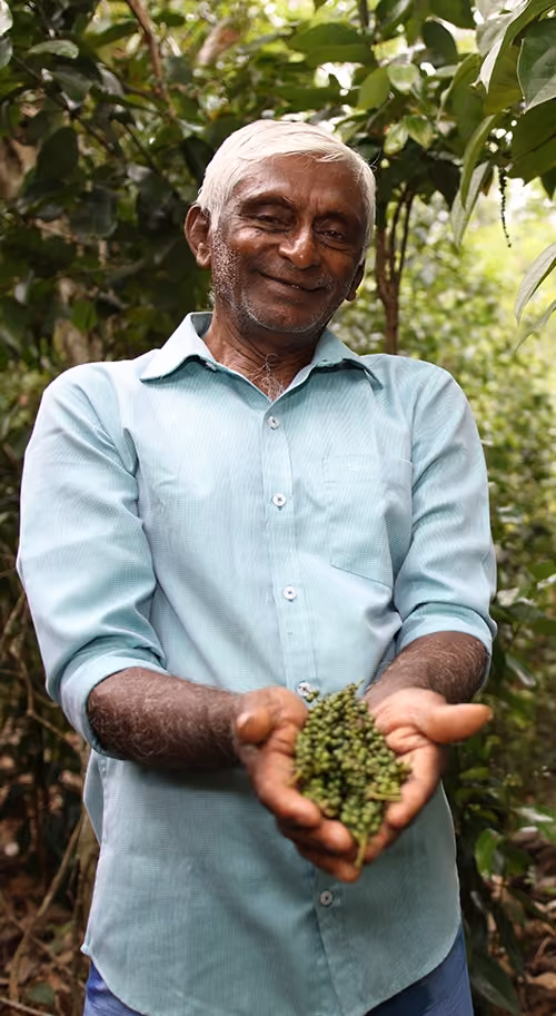 Peppercorn farmer holding peppercorns